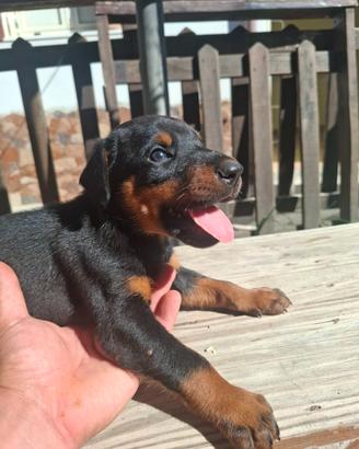 Cuccioli di dobermann