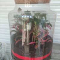 Terrario (pianta in vaso chiuso)