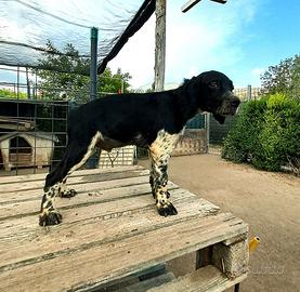 Cucciolo di breton