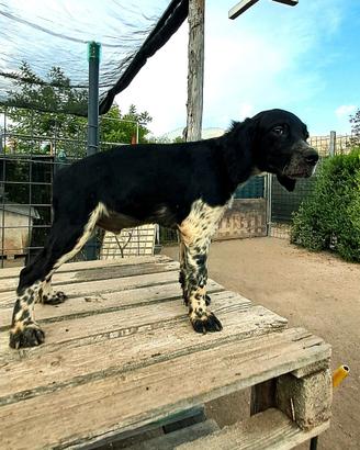 Cucciolo di breton