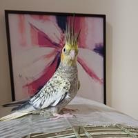 Calopsite allevata a mano