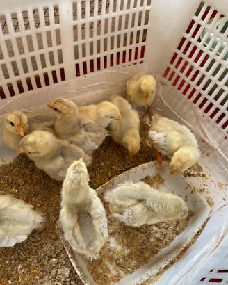 Galline Legbar