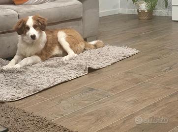 Pakito cucciolo di 6 mesi ADOZIONE