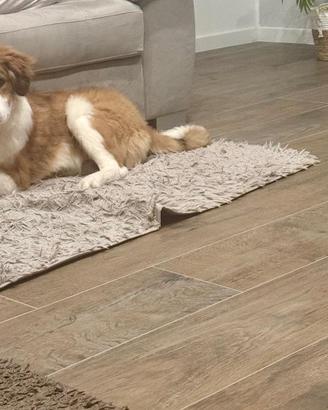 Pakito cucciolo di 6 mesi ADOZIONE