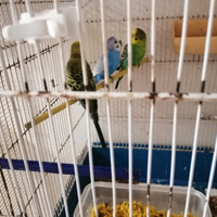 Inseparabili e cocoriti