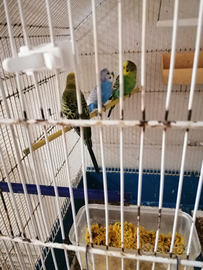 Inseparabili e cocoriti