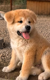 Cucciolo Akita Inu