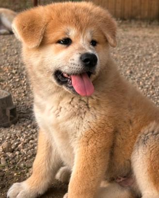 Cucciolo Akita Inu