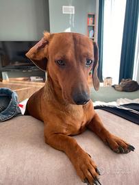 Bassotto disponibile per monta