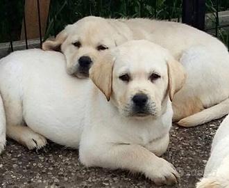 Labrador cuccioli disponibili 2 mesi