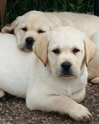 Labrador cuccioli disponibili 2 mesi