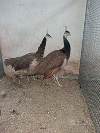 Pavoni mutazione porpora