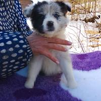Ultima femmina border collie Blue merle