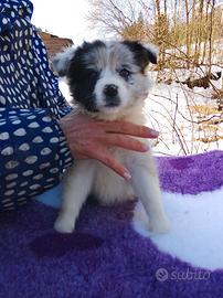 Ultima femmina border collie Blue merle