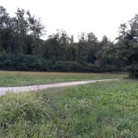 Boschi cedui provincia di Varese