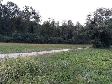 Boschi cedui provincia di Varese