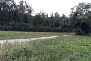 Boschi cedui provincia di Varese