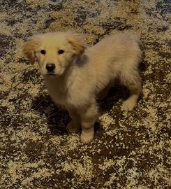 Cucciolo maschio di golden retriver