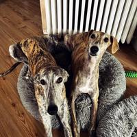 Appello adozione coppia Galgos
