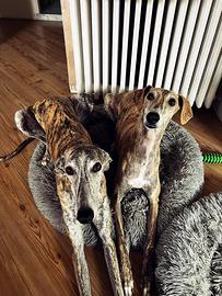 Appello adozione coppia Galgos
