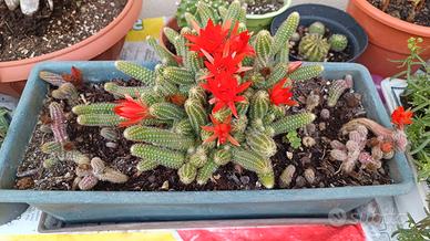 Pianta cactacea Echinopsis chamaecereus