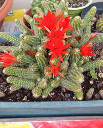 Pianta cactacea Echinopsis chamaecereus