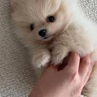 Spitz Pomerania
