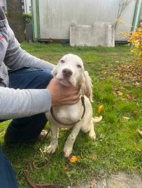 Cucciolo setter inglese