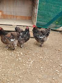 Galline brahma millefiori