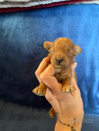 Barboncino Toy pedigree Enci