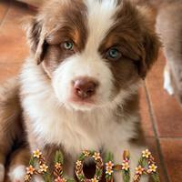 Pastore australiano Australian Shepherd cuccioli