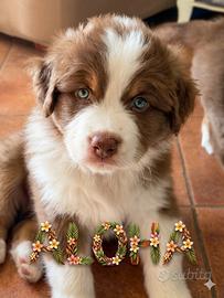 Pastore australiano Australian Shepherd cuccioli