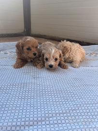 Maltipoo toy