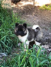 Akita Americano maschio