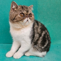 Persiano ipertipico bicolore exptic