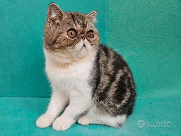 Persiano ipertipico bicolore exptic