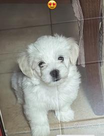 Maltese