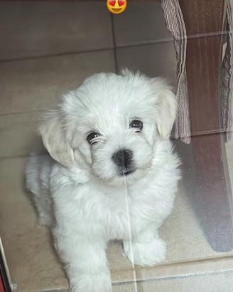 Maltese