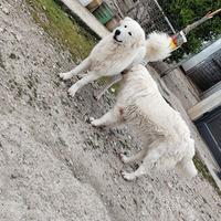 Pastore maremmano abruzzese