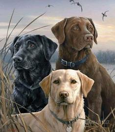 Labrador Retriever