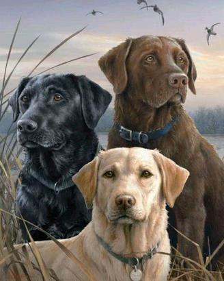 Labrador Retriever