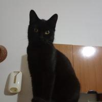 Una gattina nera di 5 mesi