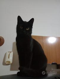 Una gattina nera di 5 mesi
