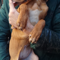 Cuccioli Braksett