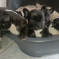 Bulldog francese