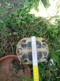Tartaruga