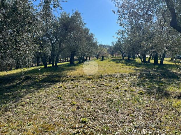 TER. AGRICOLO A CALVI DELL'UMBRIA