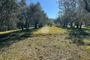 TER. AGRICOLO A CALVI DELL'UMBRIA