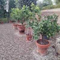 Piante di Limoni in vaso