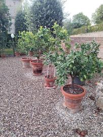 Piante di Limoni in vaso